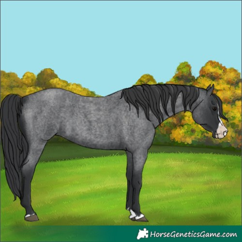 Horse Color:Unknown 