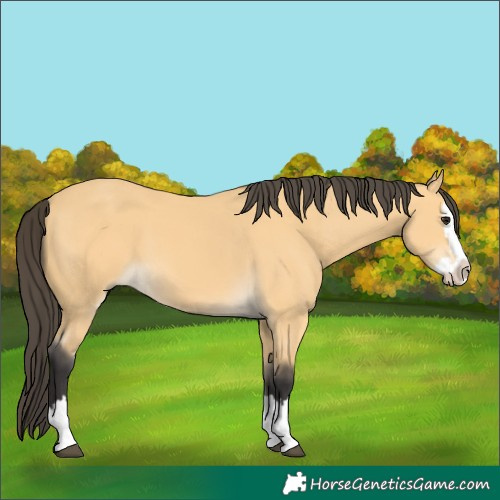 Horse Color:Unknown 