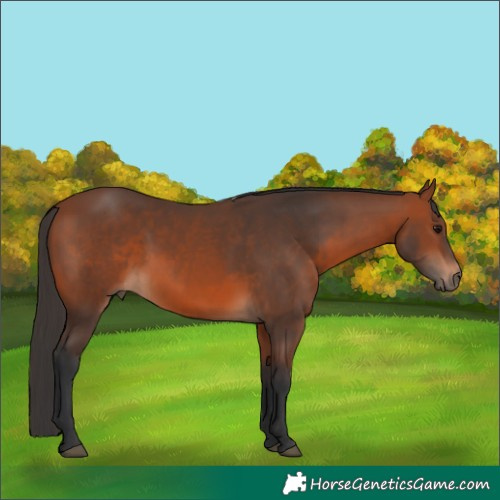 Horse Color:Unknown 