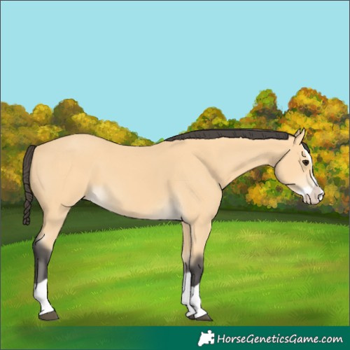 Horse Color:Unknown 