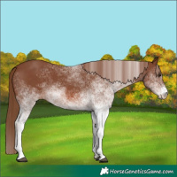 Horse Color:White Spotted Chestnut