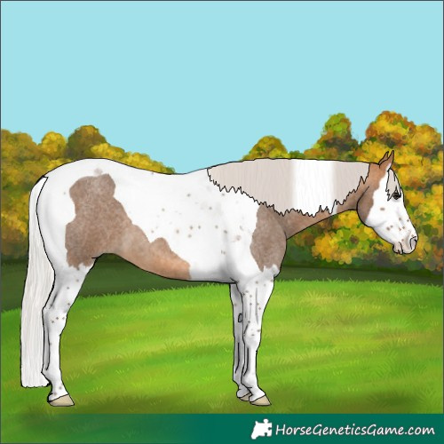 Horse Color:Silver Buckskin Roan Splash Tobiano