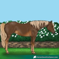 Horse Color:Chocolate Palomino 