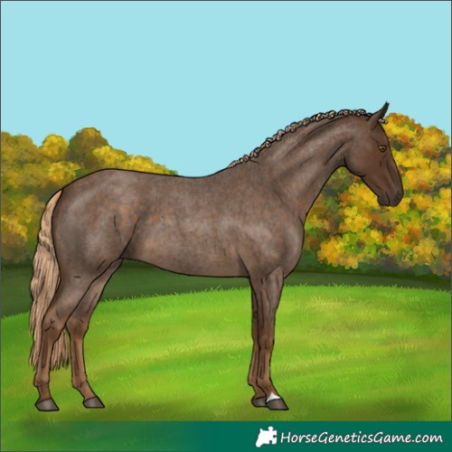 Horse Color:Chocolate Palomino Roan 