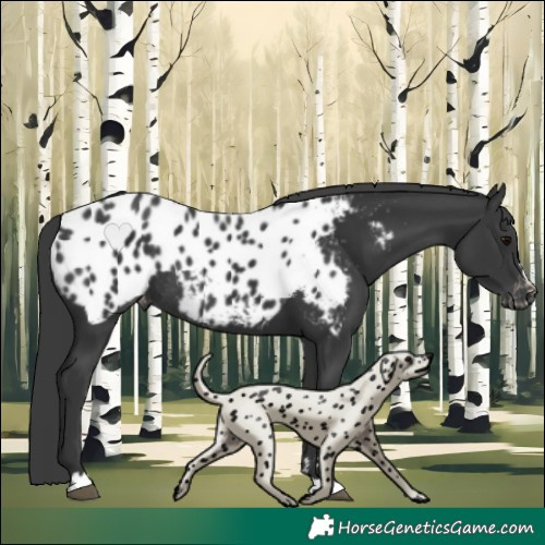 Horse Color:Black Appaloosa Rabicano