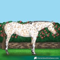Horse Color:Buckskin Appaloosa 