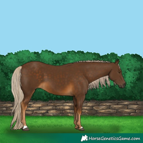 Horse Color:Chocolate Palomino 