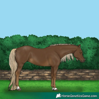 Horse Color:Chocolate Palomino 
