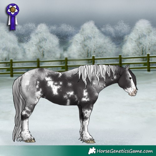Horse Color:White Spotted Smoky Black Splash 