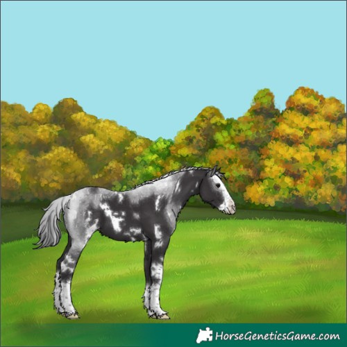 Horse Color:White Spotted Smoky Black Splash 