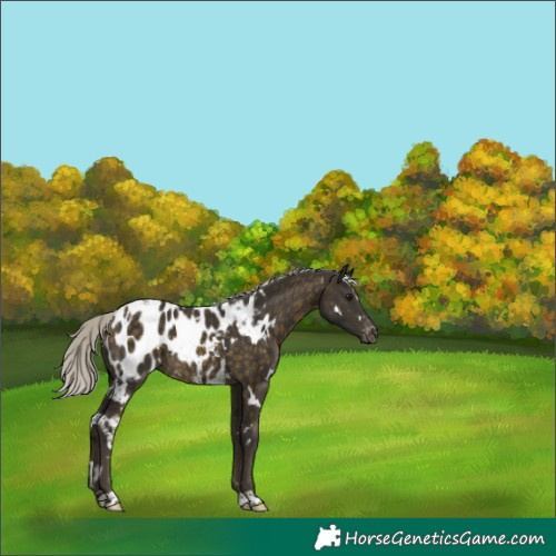 Horse Color:White Spotted Silver Buckskin Appaloosa 