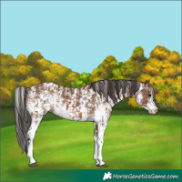 Horse Color:Brown Sabino Rabicano  and Brown Sabino Rabicano 