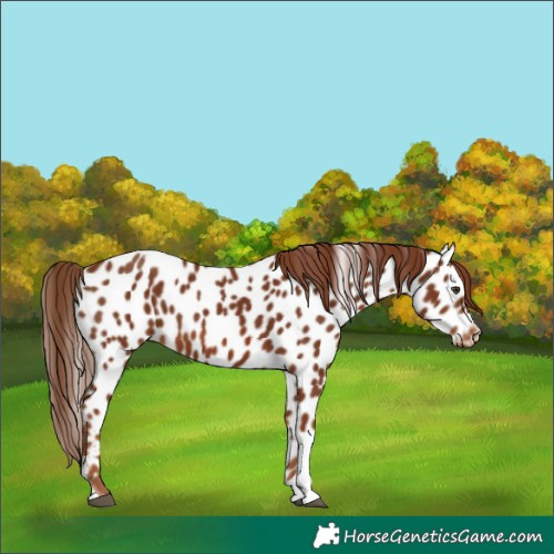 Horse Color:Chestnut Tobiano Appaloosa 