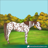 Horse Color:Chestnut Tobiano Appaloosa