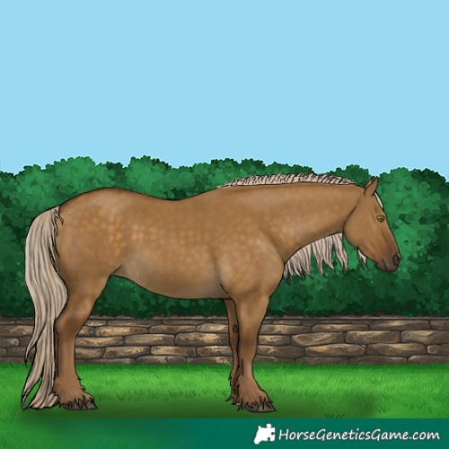 Horse Color:Chocolate Palomino Dun 