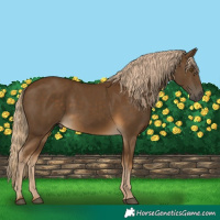 Horse Color:Chocolate Palomino 