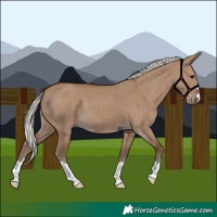 Horse Color:Silver Grullo 