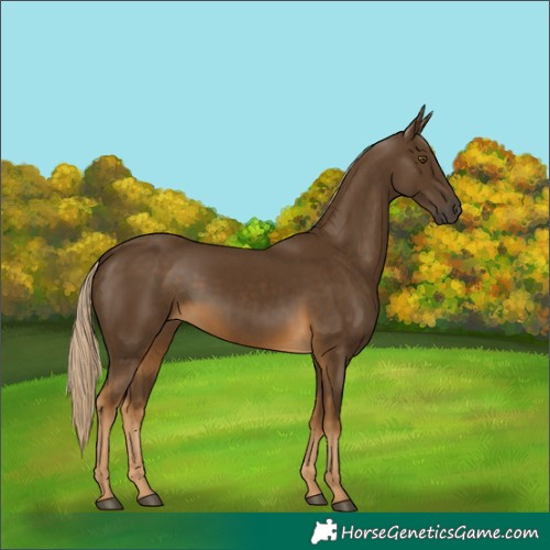 Horse Color:Chocolate Palomino