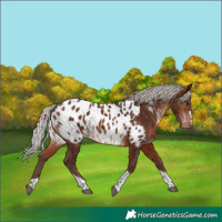 Horse Color:Silver Brown Tobiano Appaloosa 
