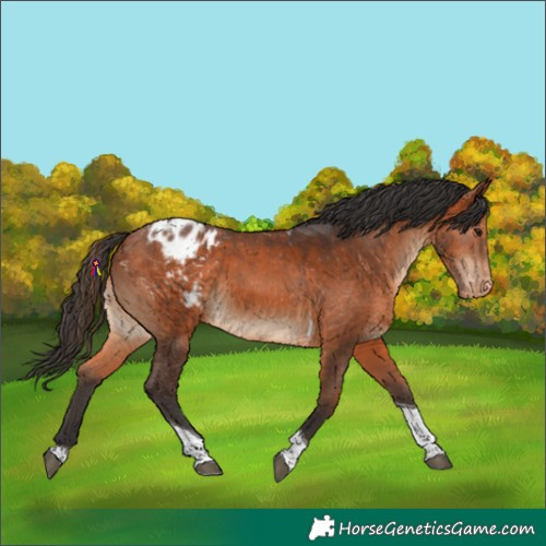 Horse Color:Bay Tobiano Appaloosa