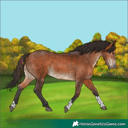 Horse Color:Bay Tobiano 