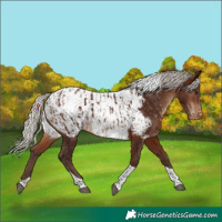 Horse Color:Silver Bay Tobiano Near Leopard  and Silver Brown Tobiano Near Fewspot Rabicano 