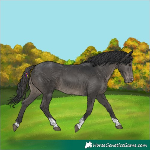 Horse Color:Black Tobiano Varnish 