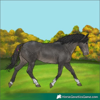Horse Color:Black Tobiano Varnish 