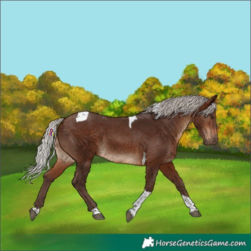 Horse Color:Silver Brown Tobiano 