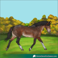 Horse Color:Brown Tobiano 