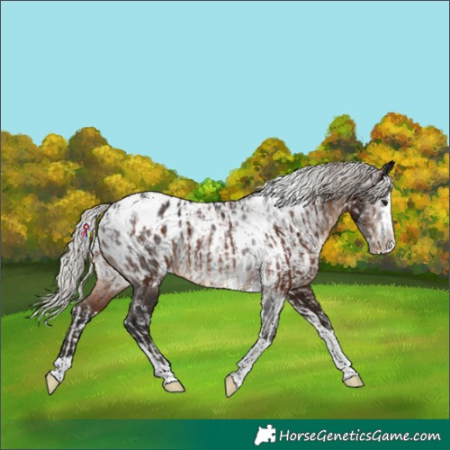 Horse Color:Silver Brown Splash Tobiano Blanket  and Gray Silver Brown Splash Tobiano Near Leopard 