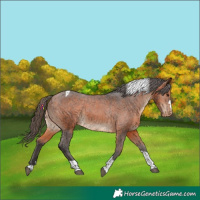 Horse Color:Bay Tobiano Appaloosa 
