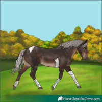 Horse Color:Silver Brown Tobiano Rabicano