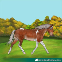 Horse Color:Silver Bay Tobiano 