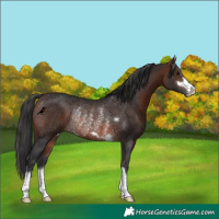 Horse Color:Brown Rabicano 
