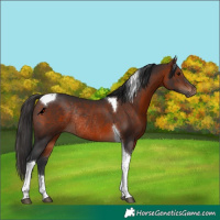 Horse Color:Bay Tobiano Rabicano 