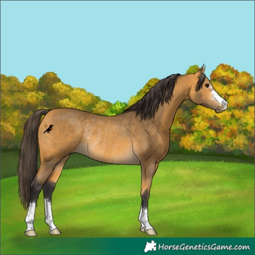 Horse Color:Buckskin Rabicano