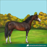 Horse Color:Brown Rabicano 