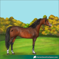Horse Color:Brown Rabicano