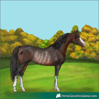 Horse Color:Brown Rabicano