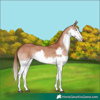 Horse Color:Chestnut Splash 