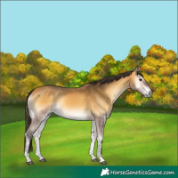 Horse Color:Buckskin Onyx 