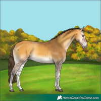 Horse Color:Buckskin Onyx