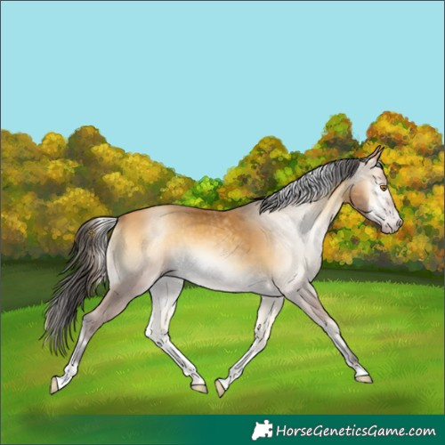 Horse Color:Gray Amber Cream Champagne Onyx Rabicano