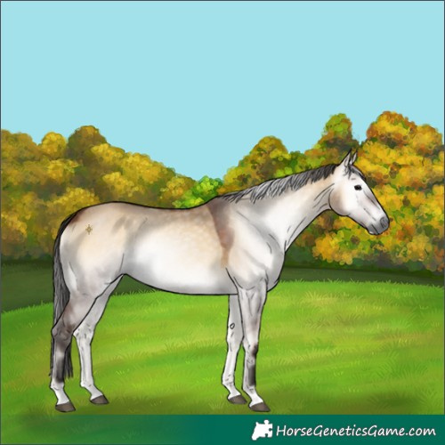 Horse Color:Gray Bay Onyx