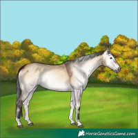 Horse Color:Gray Bay Onyx