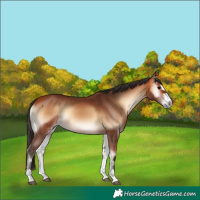 Horse Color:Bay Onyx 