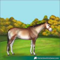 Horse Color:Bay Onyx 