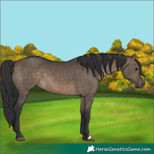 Horse Color:Brown Dun