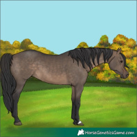 Horse Color:Brown Dun